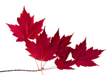 autumn leaves isolated on white background