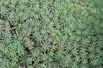 Green stonecrop close up in the summer