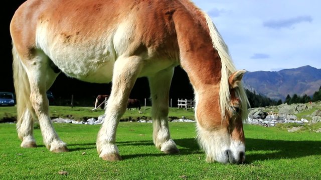 Cheval qui broute