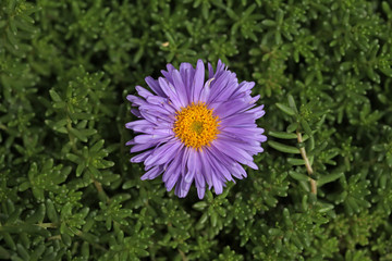 Obraz premium Single purple flower growing in the green