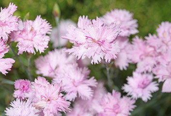Pink carnation flowers blossoming in a garden