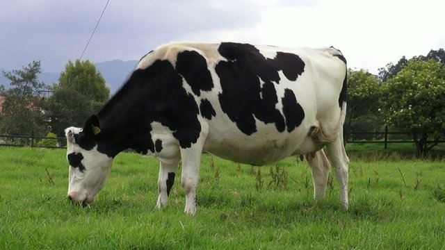 Grazing, Cows, Cattle, Farm Animals