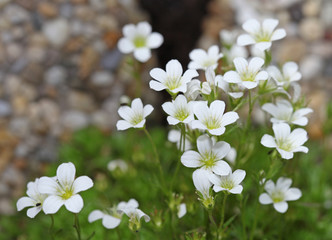 Background of little white flowers blooming bush
