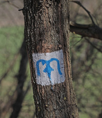 Blue M character sign tourist hiking route on a tree