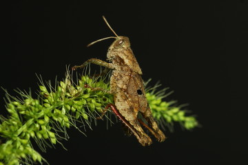 Grasshopper