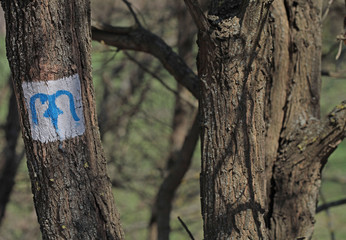 Blue M character sign tourist hiking route on a tree