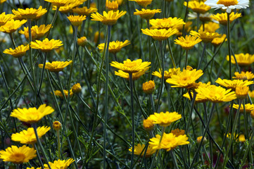 Color flowers