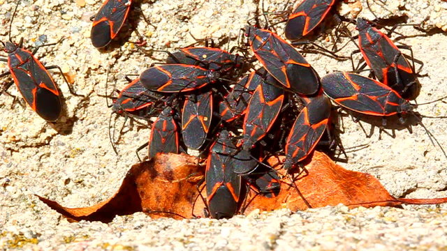 Boxelder Bugs (Boisea trivittata) Illinois