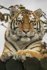 Naklejka premium Tiger portrait