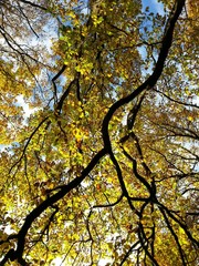 Blattwerk mit Ästen