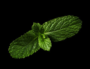 Fototapeta na wymiar Mint leaf on black background