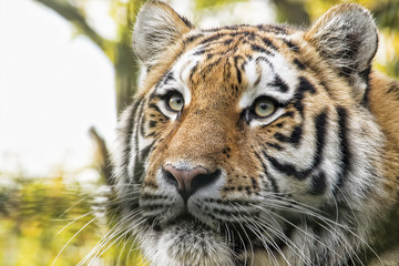 Tiger portrait