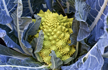 broccolo romanesco