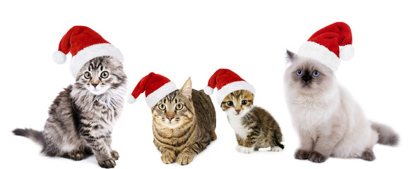 Cats in Santa Claus hat isolated on white