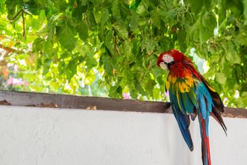 Red Blue Green Macaw Parrot