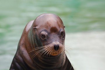 Fototapeta premium Seal Closeup