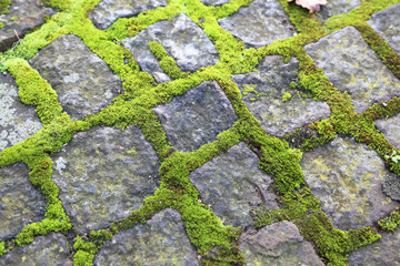 vermooste Pflasterung