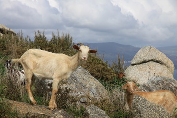Camino de Santiago © alecki