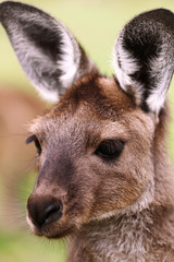 Young western grey kangaroo closeup,  macropus fuliginosus