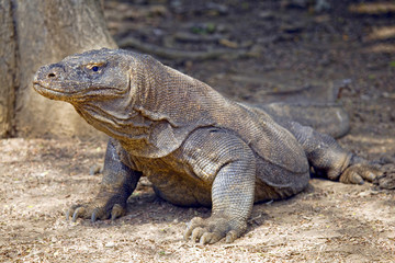 Komodo dragon basks in the sun, Komodo Island, Indonesia.