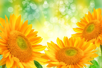 Obraz premium sunflower