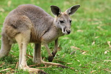 Naklejka na ściany i meble The red kangaroo (Macropus rufus)