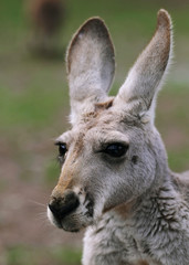 Obraz premium The red kangaroo female closeup (Macropus rufus)