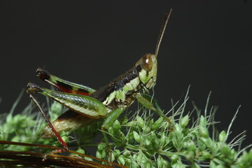 Grasshopper