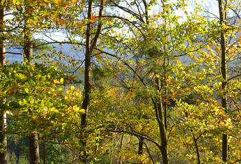 Fototapeta premium Mischwald