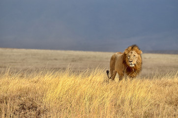 Plakaty  Samotny lew