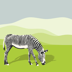Fototapeta na wymiar Illustration of grazing zebra.