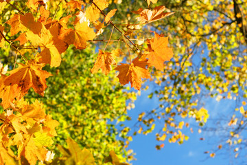 Laubfärbung im Herbst, Herbstanfang im Oktober, Goldener Herbst mit bunten Blättern