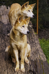 Dingo (Canis lupus dingo)