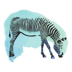 Colorful watercolor zebra cover.