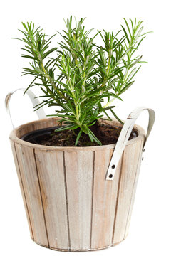Rosemary in planting pot on white