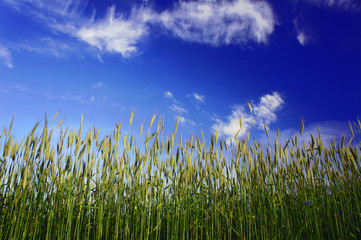 ears of ripe wheat in summer in Poland.
