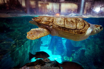 Turtle in Istanbul Aquarium