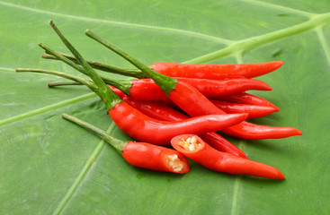 ripe red  hot chili peppers on a leaf