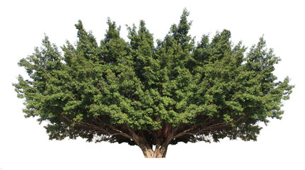 Banyan tree isolated on white background