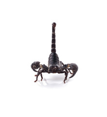 Scorpion on white background