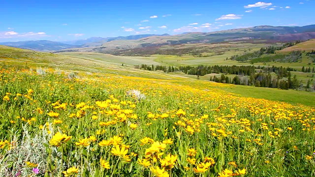 Yellowstone National Park Wildflowers