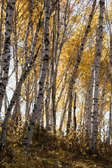 Fototapeta premium Beautiful poplar populus forest in China