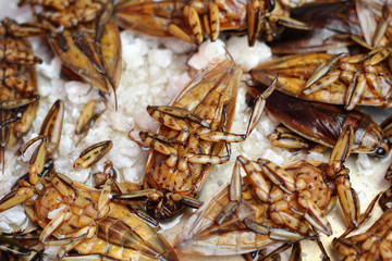 close up of fried insect