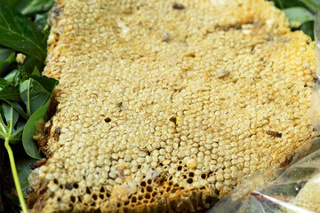 fresh honey in the comb