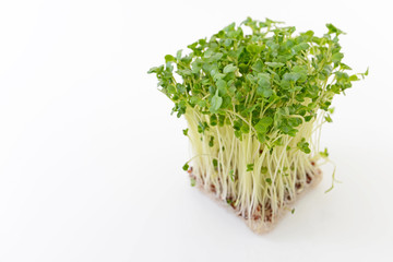 新鮮なカイワレ大根