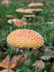 Amanita Muscaria Orange Form