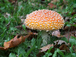 Amanita Muscaria Orange Form