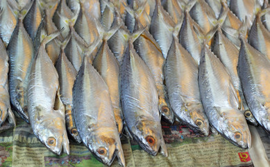 fresh fish at the market
