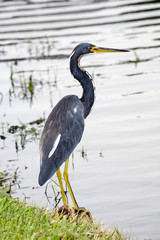 Tricolored Heron