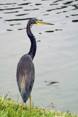Tricolored Heron